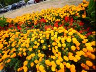 The flower alleys along Evlogi and Hristo Georgiev Blvd.